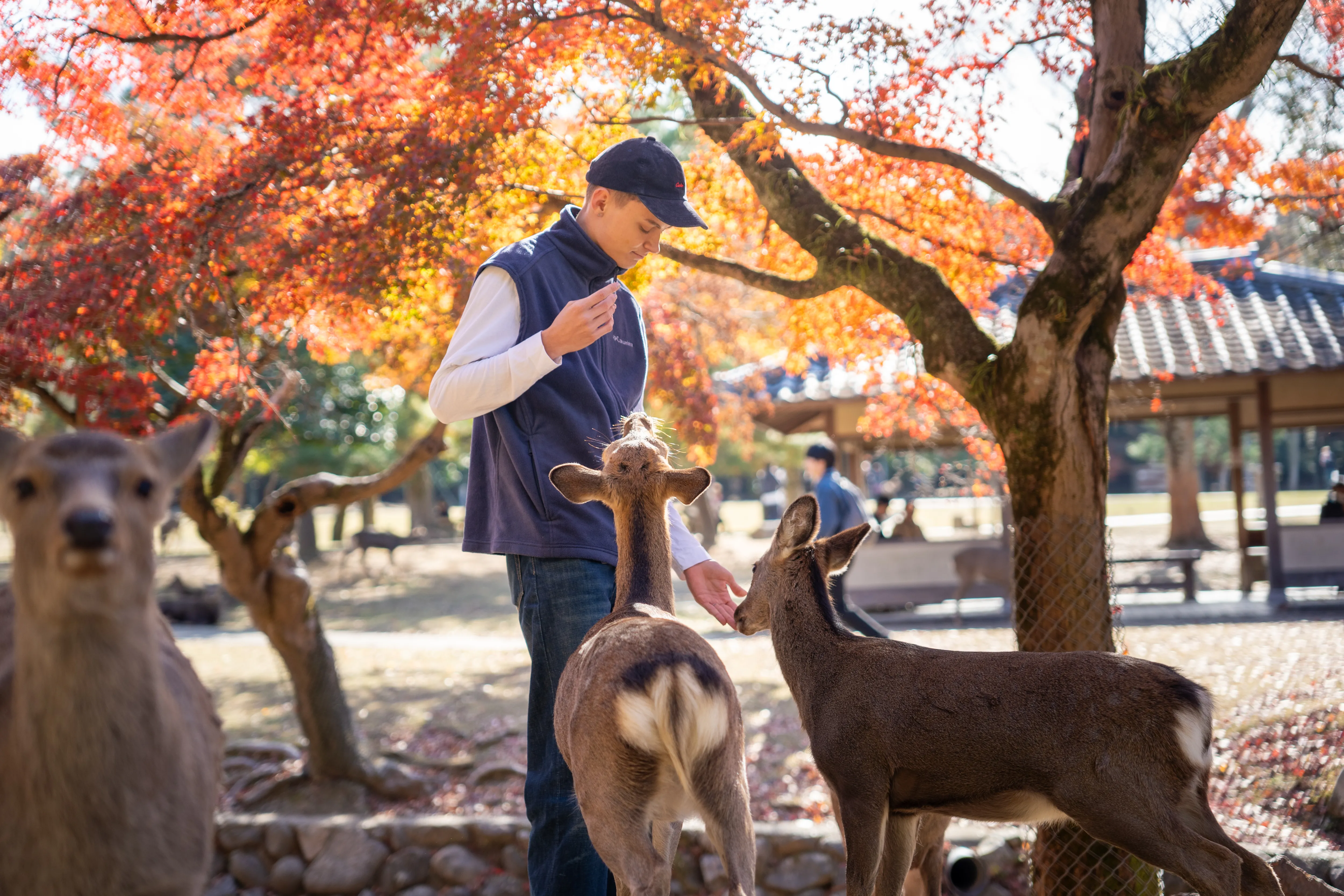 Nara Park